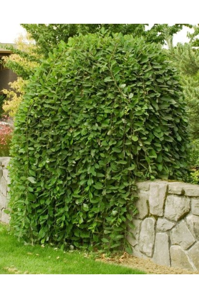 Верба плакуча Пендула на штамбі